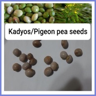 ❂ ⭐ Kadyos or Pigeon Pea Seeds
