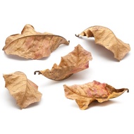 Dried Leaves Mix for Isopod or Terrarium