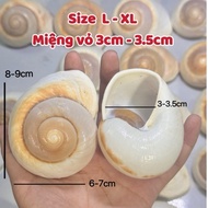 Spiral shell size L - XL with mouth (3cm ~ 3.5cm) used to decorate and replace shells for hermit cra