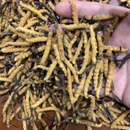 香港高價收購冬蟲夏草 回收蟲草 WhatsAp...