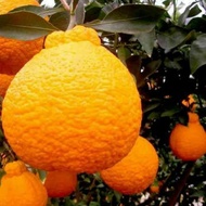 bibit buah jeruk dekopon kondisi berbuah