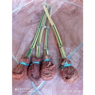 Yellow bamboo seeds cuttings with roots per 4 trees