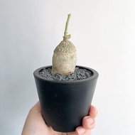 火星人｜Fockea edulis ｜———｜塊根植物｜象牙宮｜龜甲龍｜曲刺妖炎｜橄欖｜象足漆樹｜多肉植物｜龍舌蘭｜嚴龍｜