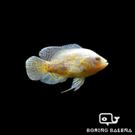 BRBN Lemon Yellow Oscar - Cichlid Fish - Ikan Cichlid Oscar- Aquarium Freshwater Fish / Ikan Air Tawar