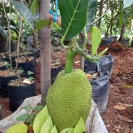 Pohon buah nangka mini 1,5meter sudah berbuah