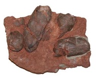 [白堊紀] 4蛋窩 竊蛋龍 / 偷蛋龍 長蛋 恐龍蛋 化石~~蛋殼紋路完整 (保證真品、非貼皮)