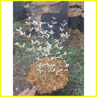 ❆ ↑ ― AFRICAN TALISAY FOR SALE