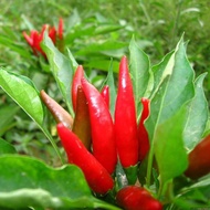 (100 Seeds)  Red Hot Pepper Taiwan Chili Red Seeds - Hybrid Hot Pepper Taiwan Chili / Siling Taiwan