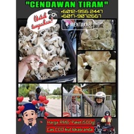 Cendawan|tiram|kelabu