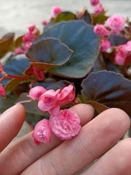 [Paling Horticulture Sdn Bhd] Begonia Cucullata Flower Plant | Pokok Begonia Bunga Hidup | Real Live
