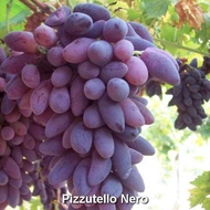 pokok anggur impot variety FIZUTELLO NERO (mudah berbuah)/anak pokok anggur