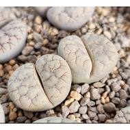 Lithops Gracilidelineata C189A/C374A/C373A/C261A 优选荒玉拿铁latte succulent plant