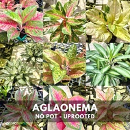 GBO Carmina: Aglaonema | Live Plant | Imported from Thailand (2/2) BAGSAK PRESYO