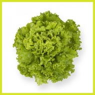 ➵ ∬ ✙ Invicta Lettuce Rijk Zwaan Pelletized Seeds by NutriHydro