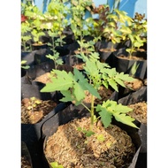 tanaman daun kemangi tanaman tomat mawar ukuran pohon 10-20 cm