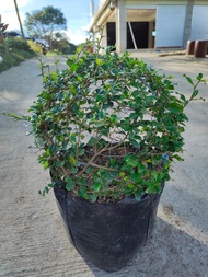 Fukien Tea Tree Ball 12 Inches Diameter (Big) (Tsaang Gubat) with FREE garden soil plastic pot and m