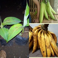 Bibit pisang tanduk pisang jumbo