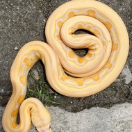 retic albino Tiger lavender
