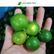 Limau Kasturi (500g / 1kg) Calamansi Lime