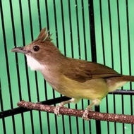 cucak jenggot jawa
