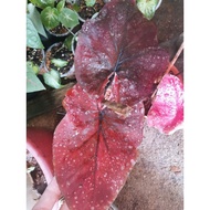 Caladium Black Mamba Thai,rare,Keladi Black Mamba