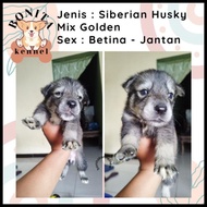 Siberian Husky Mix Golden Retriever Anak Anjing Husky Golden Terbaru