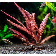 Red Lotus Plant I Barclaya longifolia I Aquatic Plant Red Lotus I Beautiful Background Plant