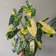 Philodendron Burle Marx Variegata