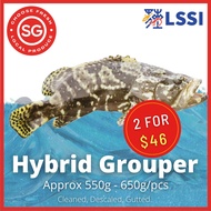 LSSI - Live Fresh Hybrid Grouper 龙虎班 (GUTTED)