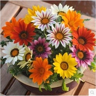 Biji Bunga - Bunga Gazania | Flower seed - Treasure Flower / Gazania | 花种子  勋章菊花