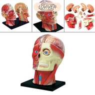 [LOVIVER] 4D Assembled Humans Skeleton Anatomical Model, Teaching Education Toy Brain