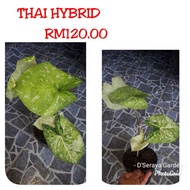 Caladium Thai Hybrid / Keladi Thai Hybrid
