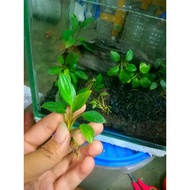 LOKAL Anubias sp. (Local) Small/baby