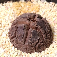 靚紋小龜) 南非龜甲龍 3.2cm 塊根植物  禮物 種定 盆栽 plant 實拍，只此一盆