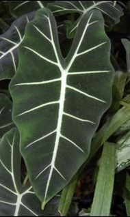 絨葉觀音蓮苗 Alocasia frydek