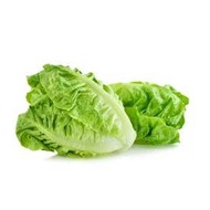Romaine Lettuce Seeds – Upright, Crispy, Caesar, Salad Lettuce Seeds