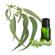 Eucalyptus Essential Oil