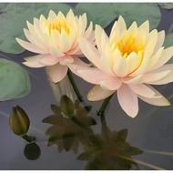 Hardy Waterlily Nymphaea 'Clyde Ikins'