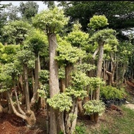 tanaman hias anting putri bonsai