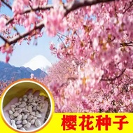 Ready Stock Fast Shipping Four Seasons Cherry Blossom Seeds Cherry Blossom Seeds Cherry Blossom Seed