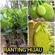 bibit buah nangka mini genjah 1tahun berbuah ytqolh 2088yu