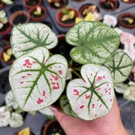 KK 📌Caladium strawberry star | Real Rare Plant | Aroid | Pokok | JDNursery