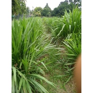 1 Set  Napier 10KG Benih Napier dwarf ,Napier pandan