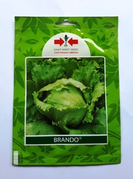 Pack 3000 Bibit Benih Sayuran Selada Hijau Brando Panah Merah