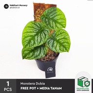Diskon Monstera Dubia / Tanaman Hias / Indoor Plant