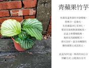 心栽花坊-青蘋果竹芋/5吋/綠化植物/室內植物/觀葉植物/售價600特價450