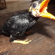 burung beo lolohan anakan