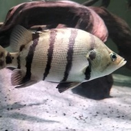 Hiasan Ikan Datz Silver super jumbo
