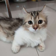 munchkin kinkalow kucing