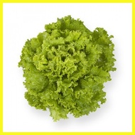 ← ▬ ∳ Invicta Lettuce Rijk Zwaan Pelletized Seeds by NutriHydro